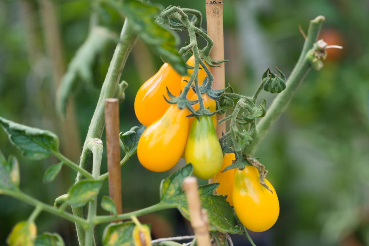 Pear or Teardrop Tomatoes .jpeg